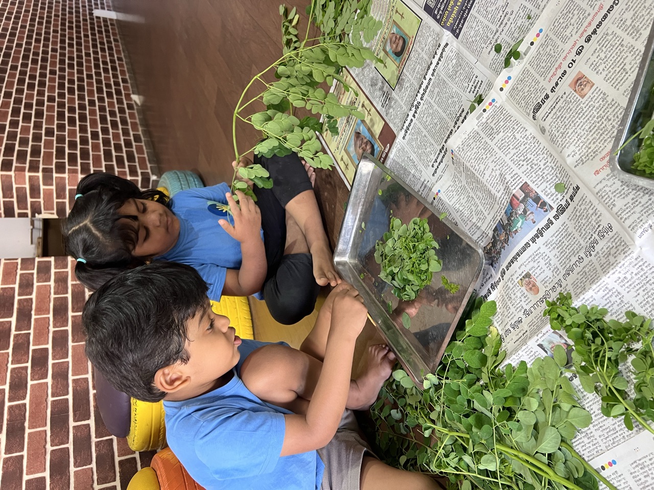 Two children plucking moringa leaves onto a tray, ready for cooking